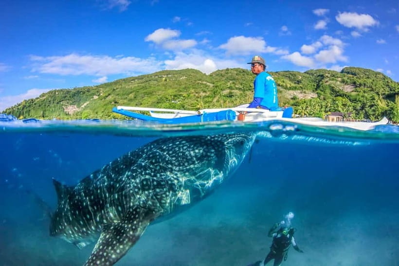 Cebu: Whale Shark, Monkey Sanctuary, & Moalboal Turtles Tour - Swimming with whale sharks in Oslob