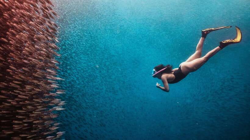 Cebu: Whale Shark, Monkey Sanctuary, & Moalboal Turtles Tour - A 45-minute visit with the monkeys