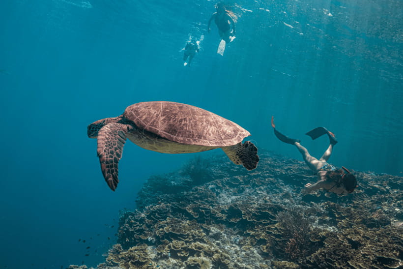 Cebu: Whale Shark, Monkey Sanctuary, & Moalboal Turtles Tour - Snorkeling with Moalboal’s sea turtles