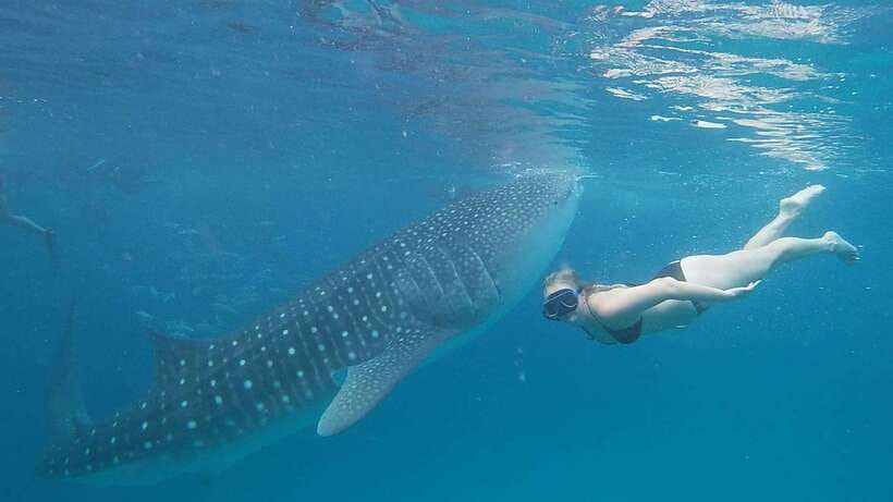 Cebu: Whale Shark, Monkey Sanctuary & Turtle Snorkeling Tour - Five things to know before booking