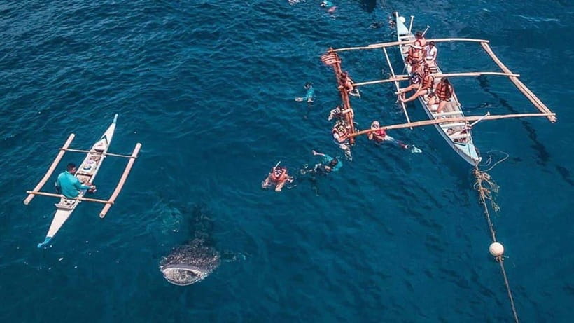 Cebu: Whale Shark, Monkey Sanctuary & Turtle Snorkeling Tour - Moalboal turtles and the sardine run