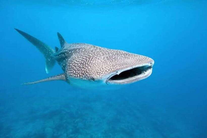 Cebu: Whale Shark, Monkey Sanctuary & Turtle Snorkeling Tour - Who should book this tour?