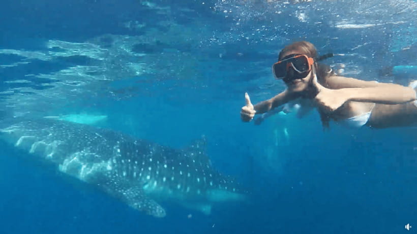 Cebu: Whale Shark Oslob and Moalboal Snorkeling Adventure - A 2 a.m. start sets the tone