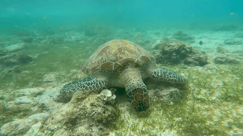 Cebu: Whale Shark Oslob and Moalboal Snorkeling Adventure - Oslob’s whale shark viewing is brief but memorable