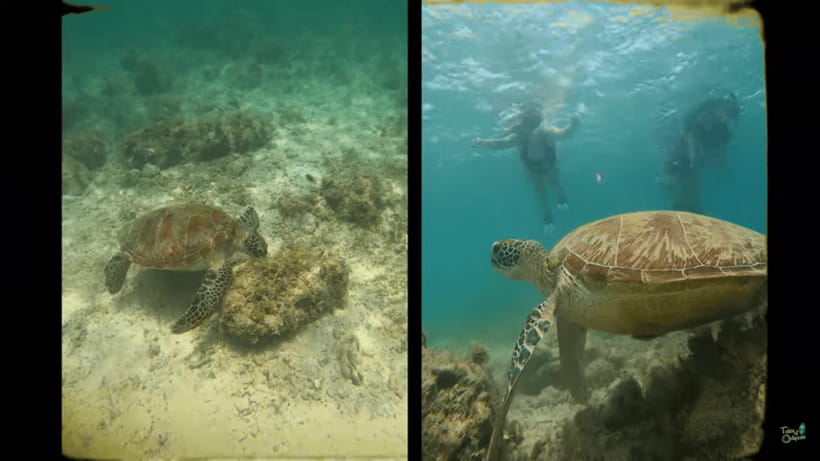 Cebu: Whale Shark Oslob and Moalboal Snorkeling Adventure - What the $119 price really covers