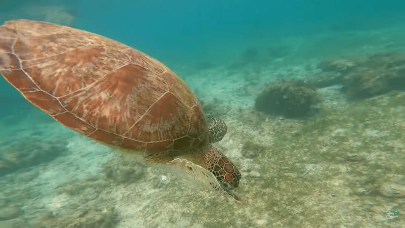 Cebu: Whale Shark Oslob and Moalboal Snorkeling Adventure - How to make the day easier