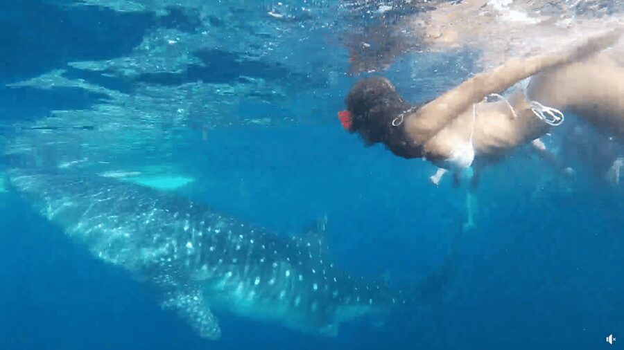 Cebu: Whale Shark Oslob and Moalboal Snorkeling Adventure - Should you book the Oslob and Moalboal combination?