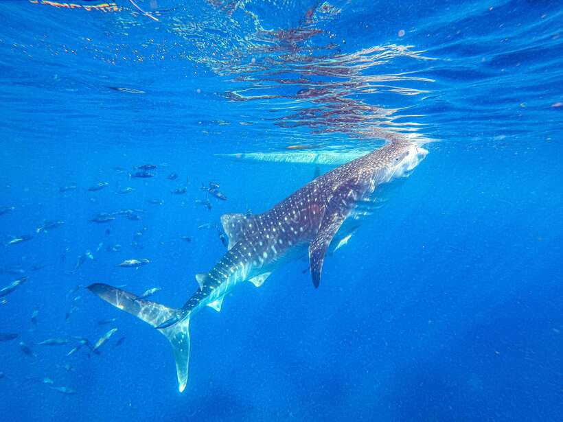Cebu: Whale Shark Snorkeling & Kawasan Canyoning Tour - Key Points Before You Book