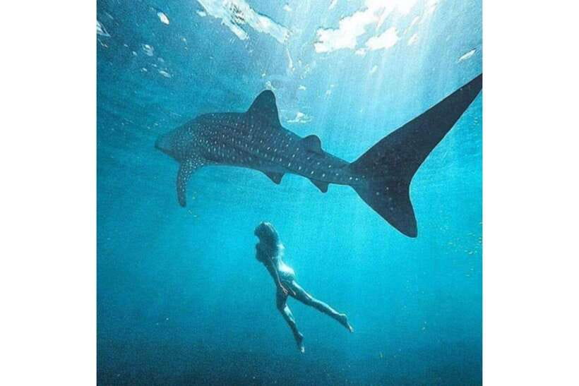 Cebu: Whale Shark Swim and Kawasan Canyoneering Group Tour - Gear, clothing, and practical preparation