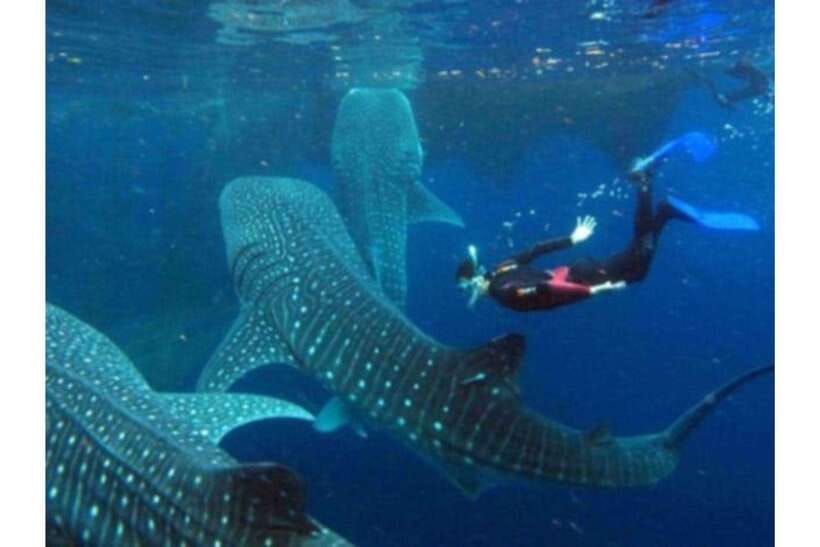 Cebu: Whale Shark Swim and Kawasan Canyoneering Group Tour - Who should book this experience?