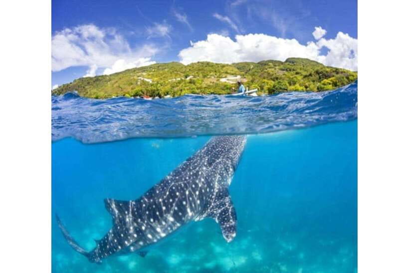 Cebu: Whale Shark Swim and Kawasan Canyoneering Group Tour - The early pickup from Cebu, Mandaue, or Lapu-Lapu