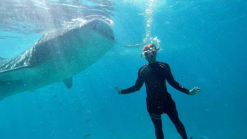 Cebu: Whale Shark Swim and Kawasan Canyoneering Tour - Should you book it?
