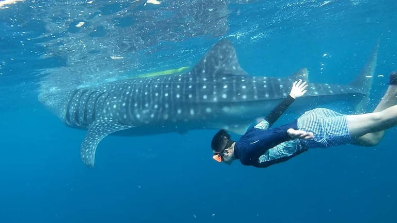 Cebu: Whale Shark Swim and Kawasan Canyoneering Tour - Sunrise whale sharks at Oslob