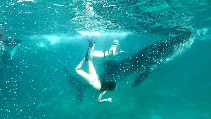 Cebu: Whale Shark Swim and Kawasan Canyoneering Tour - The transfer to Badian and a useful lunch break