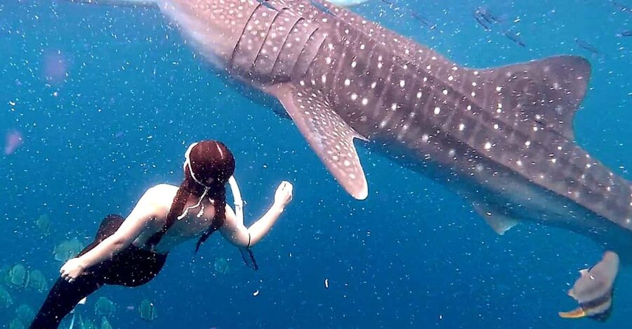Cebu: Whale Shark Swim and Kawasan Canyoneering Tour - Who should book this Cebu adventure