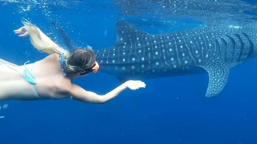Cebu: Whale Shark Swim and Kawasan Canyoneering Tour - The 2:00 AM pickup and long road south