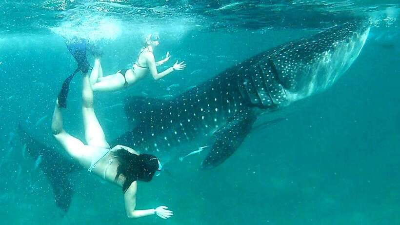 Cebu: Whale Shark Swim, Kawasan Falls & Moalboal Sardine Run - Oslob Whale Sharks: A Close Encounter With Complications