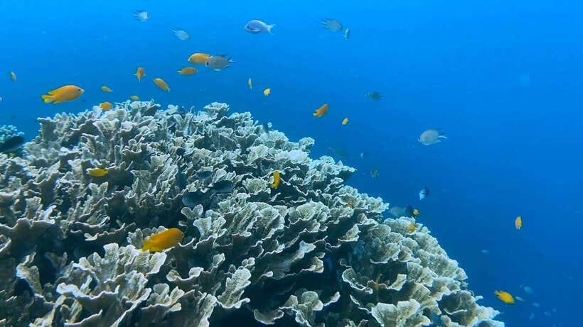 Cebu: Whale Shark Swim, Kawasan Falls & Moalboal Sardine Run - Is $122 a Fair Price?
