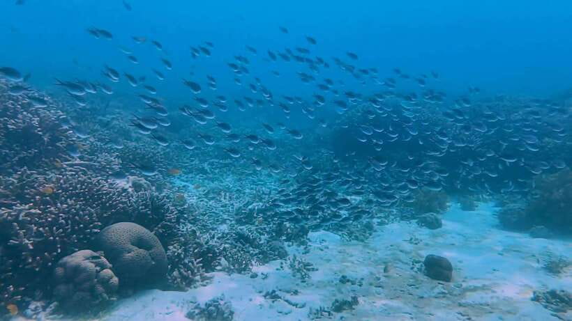 Cebu: Whale Shark Swim, Kawasan Falls & Moalboal Sardine Run - Who Should Book This Cebu Tour?