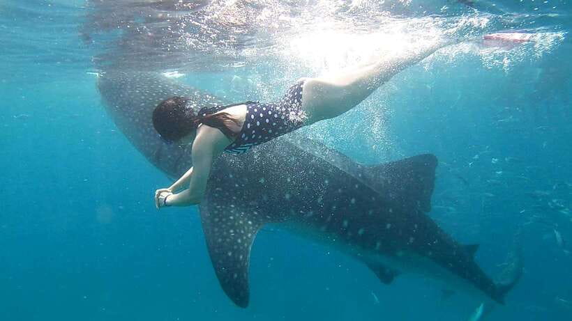 Cebu: Whale Shark Swim, Kawasan Falls & Moalboal Sardine Run - Should You Book It?
