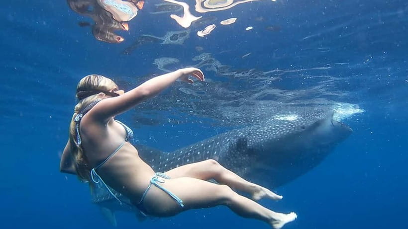 Cebu: Whale Shark Swimming & Inambakan Falls Adventure - Why the 2:00 AM pickup matters