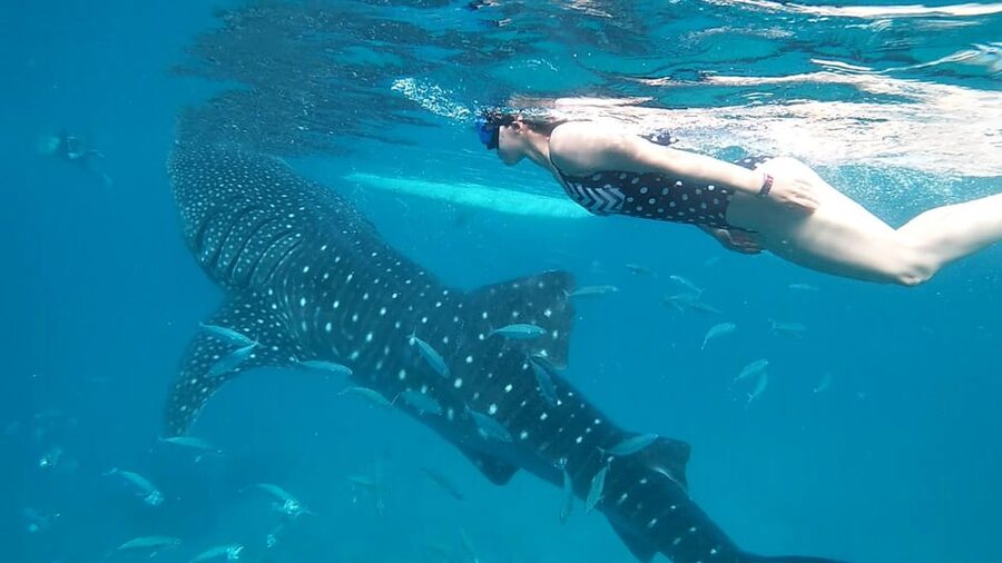 Cebu: Whale Shark Swimming & Inambakan Falls Adventure - What you can and cannot do at Inambakan
