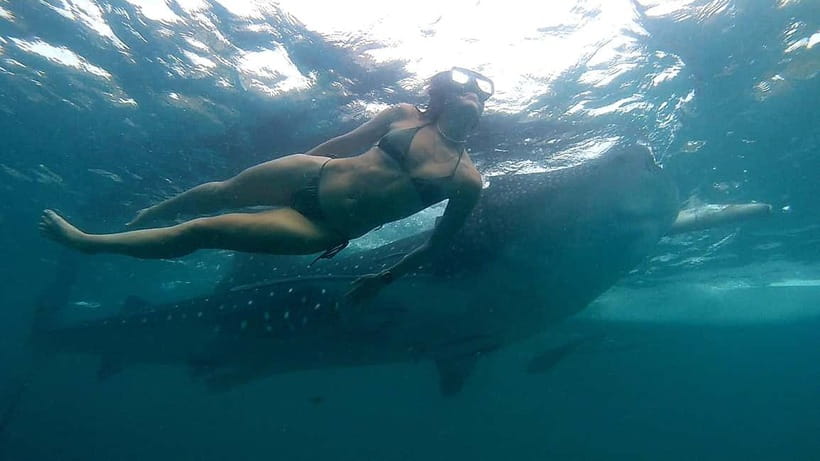 Cebu: Whale Shark Swimming & Inambakan Falls Adventure - Lunch and the return journey