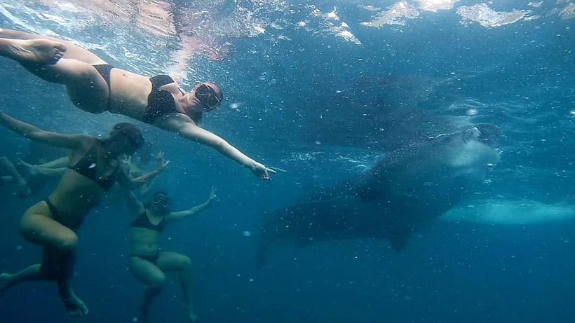 Cebu: Whale Shark Swimming & Inambakan Falls Adventure - A note about the route description