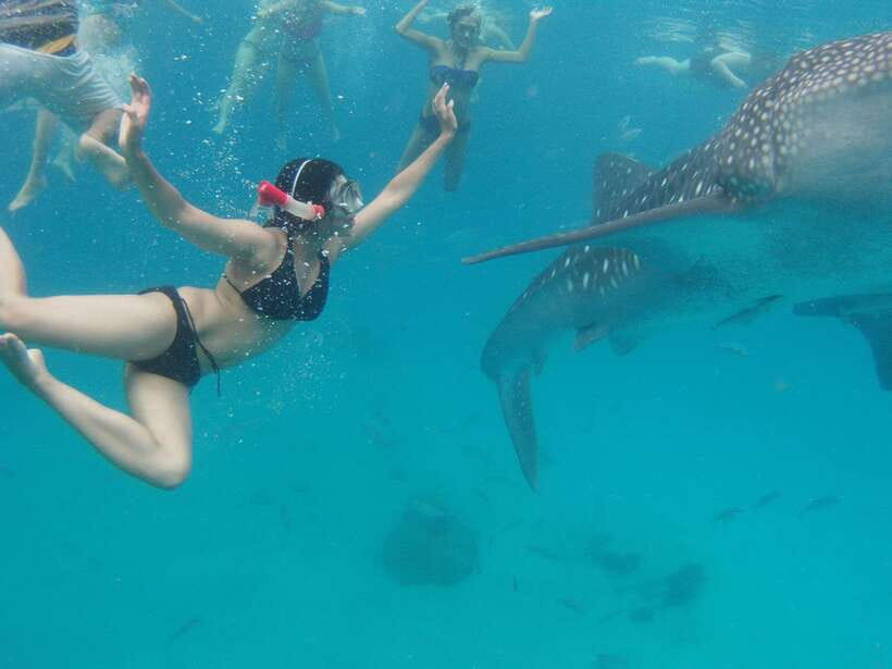 Cebu Whale Shark Swimming & Kawasan Canyoneering Group Tour - Key points to know before booking