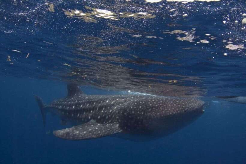 Cebu: Whale Shark Swimming, Sumilon Island and Kawasan Falls - Why this South Cebu day is so appealing