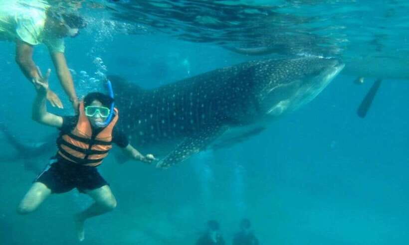 Cebu: Whale Shark Swimming, Sumilon Island and Kawasan Falls - Oslob whale sharks: thrilling, crowded, and ethically complicated