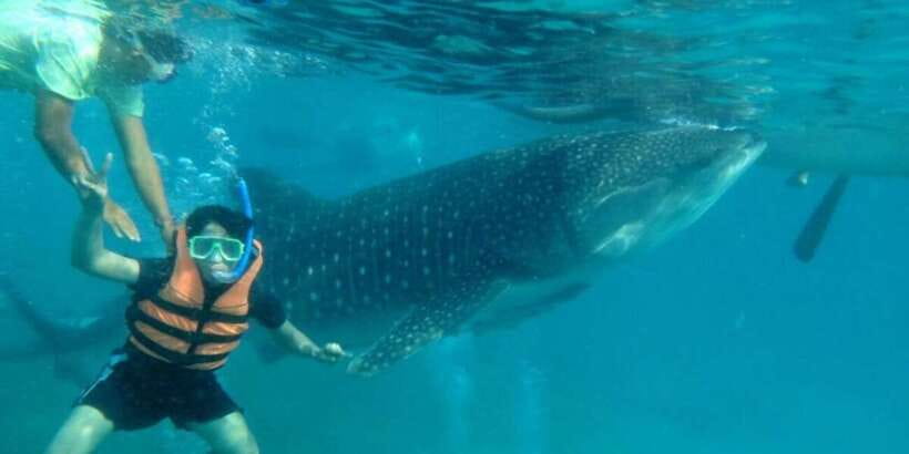 Cebu: Whale Shark Swimming, Sumilon Island and Kawasan Falls - Sumilon Island and its shifting sandbar