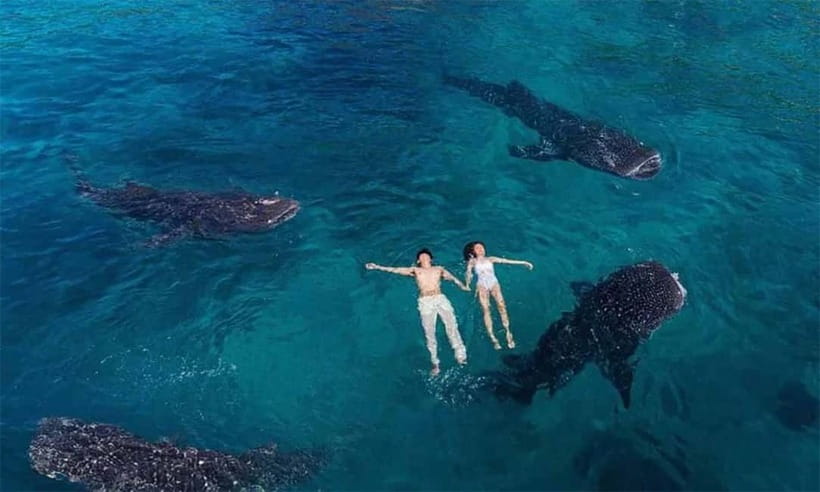 Cebu: Whale Shark, Tumalog, Sumilon, and Moalboal Tour - Who will enjoy this tour most