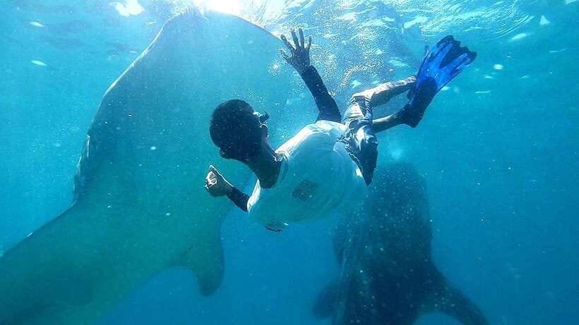Cebu: Whale Shark, Tumalog Waterfall, and Moalboal Tour - Why this Cebu day trip works