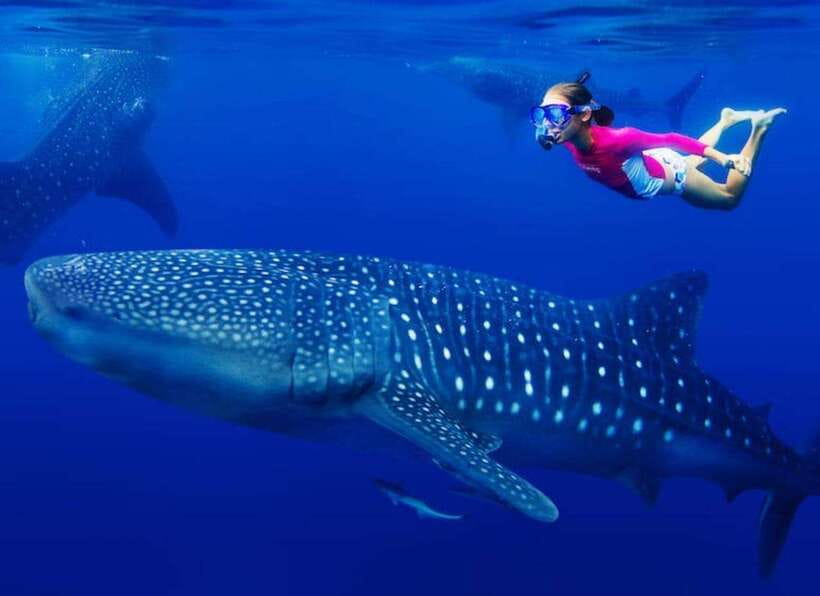 Cebu: Whale Shark Watching and Canyoneering Group Tour - From Oslob to Badian and Kawasan Falls