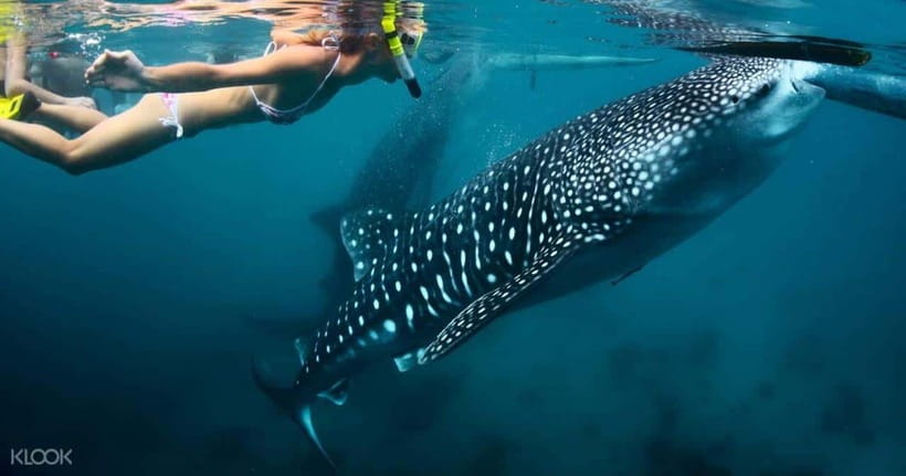 Cebu: Whale Shark Watching and Canyoneering Group Tour - Food, equipment, and what the $159 covers