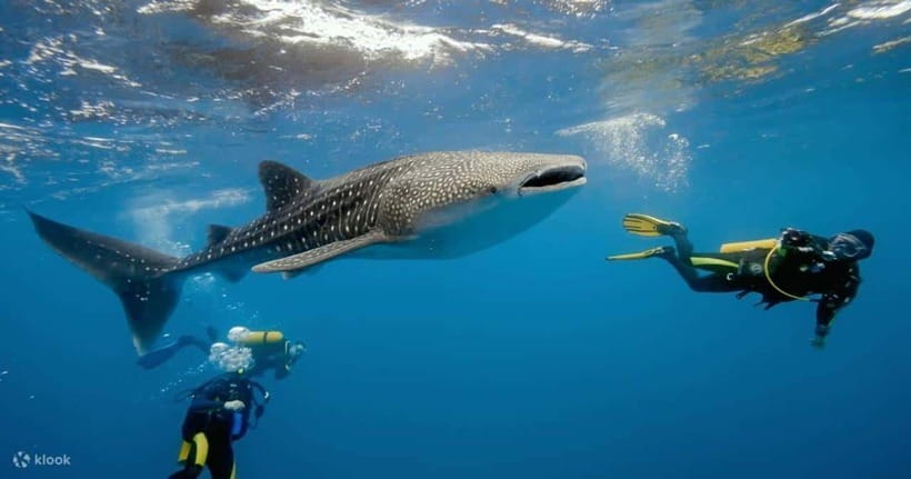 Cebu: Whale Shark Watching and Canyoneering Group Tour - Who should book this tour