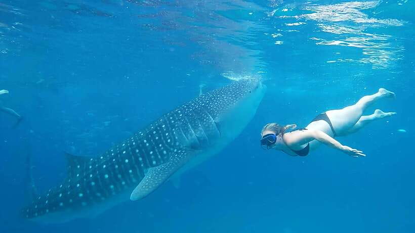 Cebu: Whale Shark Watching and Canyoneering Group Tour - Practical advice for a smoother day