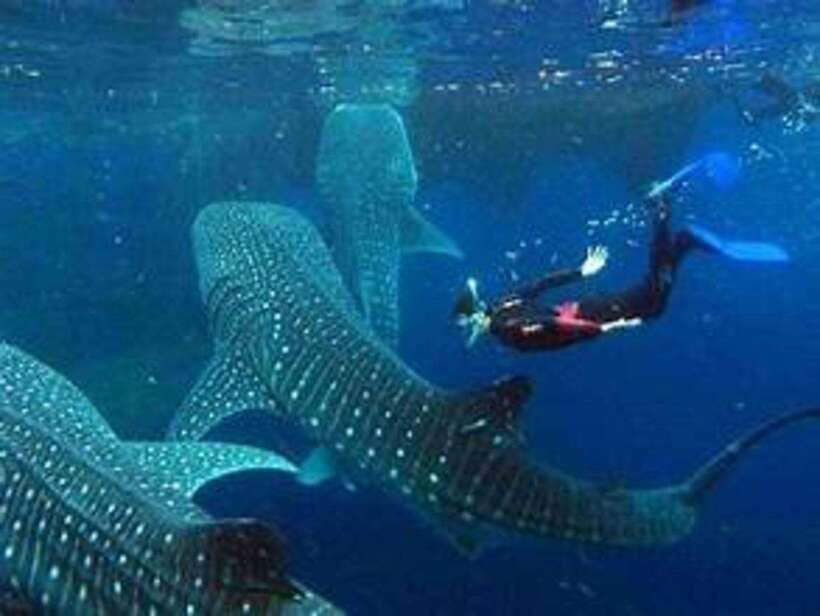 Cebu: Whale Shark Watching and Canyoneering Group Tour - The early ride from Cebu City to Oslob