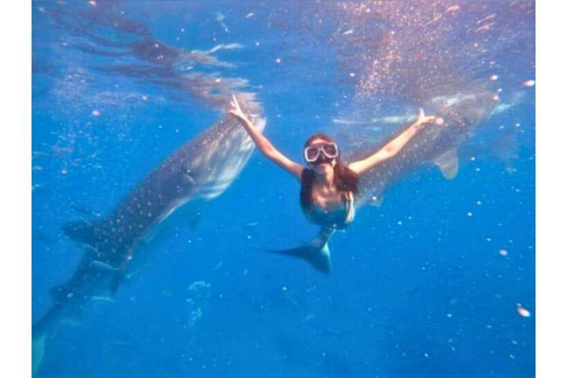 Cebu:Whale Shark, Waterfall, and Sardine Run Group Tour+Meal - What this Cebu day trip is really trying to do