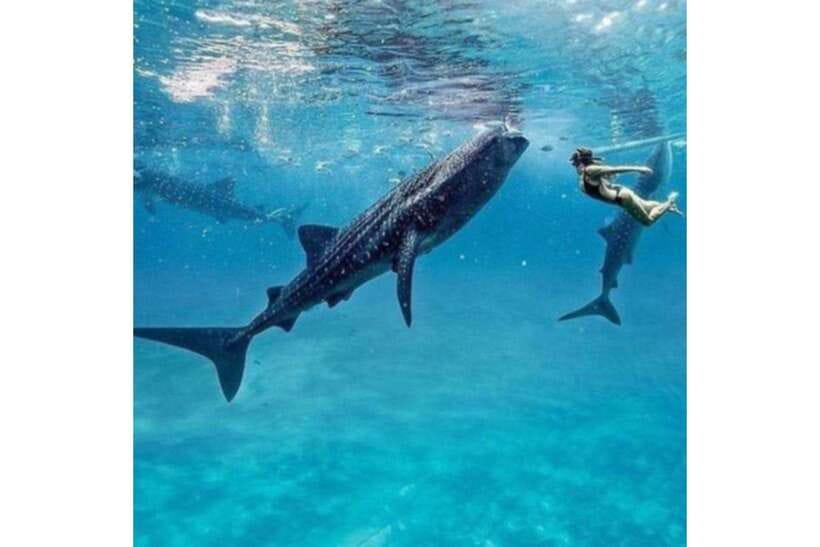Cebu:Whale Shark, Waterfall, and Sardine Run Group Tour+Meal - Breakfast after the whale shark swim