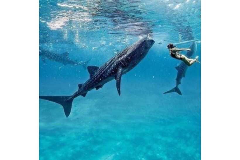 Cebu:Whale Shark, Waterfall, and Sardine Run Group Tour+Meal - What the $107 price includes