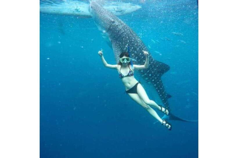 Cebu:Whale Shark, Waterfall, and Sardine Run Group Tour+Meal - The guide can shape the whole day