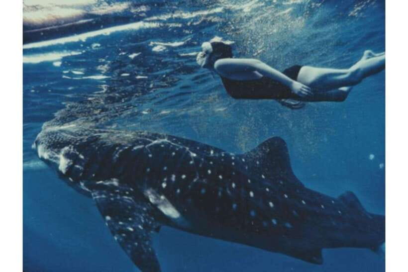 Cebu:Whale Shark, Waterfall, and Sardine Run Group Tour+Meal - Who will get the most from this tour