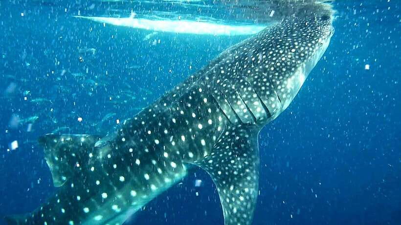 Cebu: Whale Sharks, Ka-Treasure Water Terraces & Simala Tour - The important details at a glance