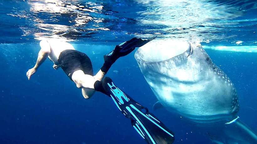 Cebu: Whale Sharks, Ka-Treasure Water Terraces & Simala Tour - Leaving Cebu between 2:00 and 3:00 AM