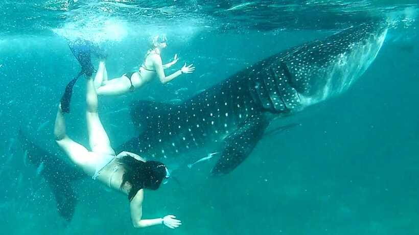 Cebu: Whale Sharks, Ka-Treasure Water Terraces & Simala Tour - How to prepare for the full day