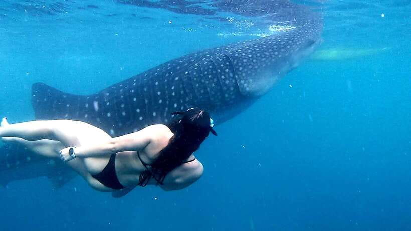 Cebu: Whale Sharks, Ka-Treasure Water Terraces & Simala Tour - Should you book this Cebu day tour?