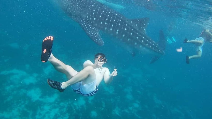 Cebu: Whale Sharks, Kawasan Falls, & Sardines Run Snorkeling - The real shape of the day: early pickup and long road time