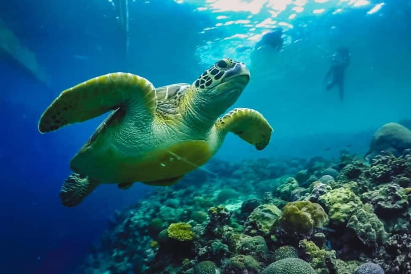 Cebu: Whale Sharks, Kawasan Falls, & Sardines Run Snorkeling - Moalboal sardines and turtles: the best underwater finish